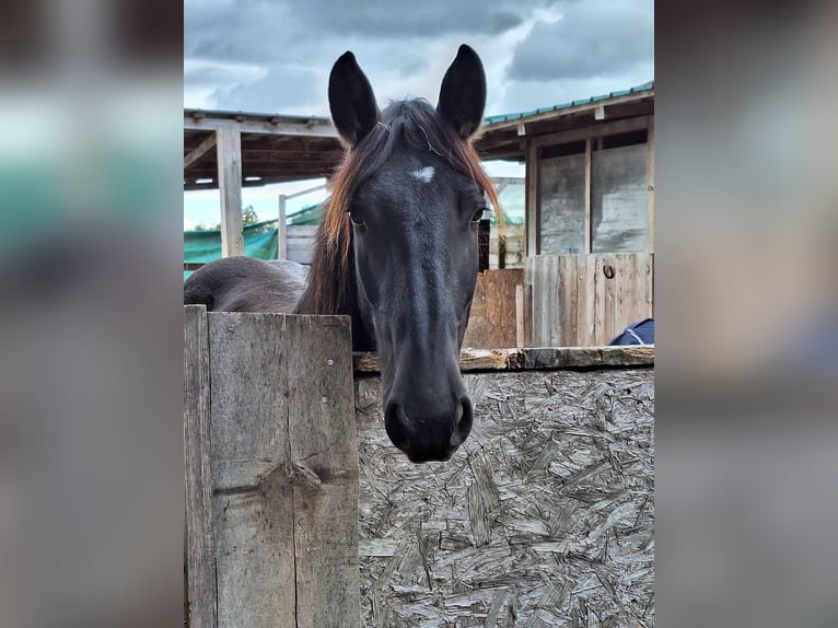 Noriker Mare 1 year 15,1 hh Black in Sierning