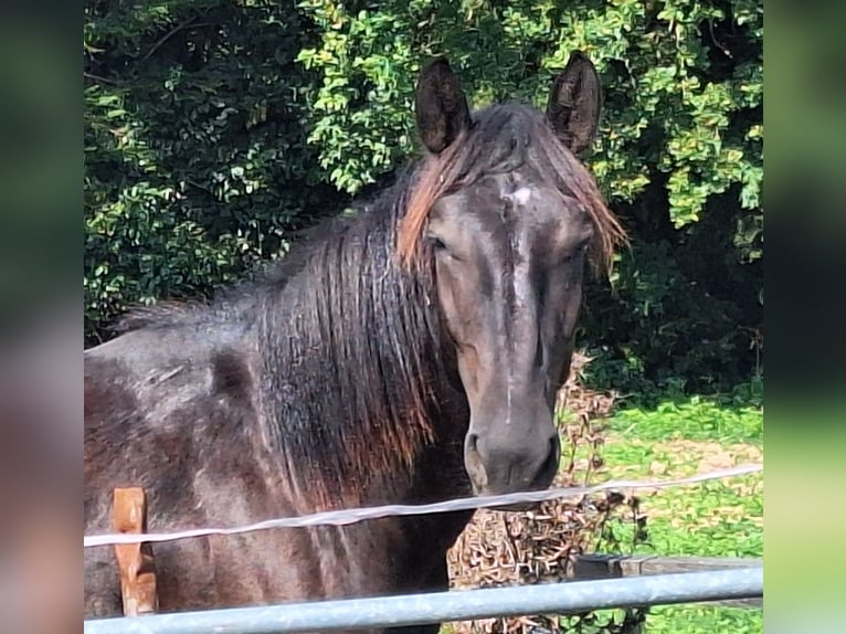 Noriker Mare 1 year 15,1 hh Black in Sierning