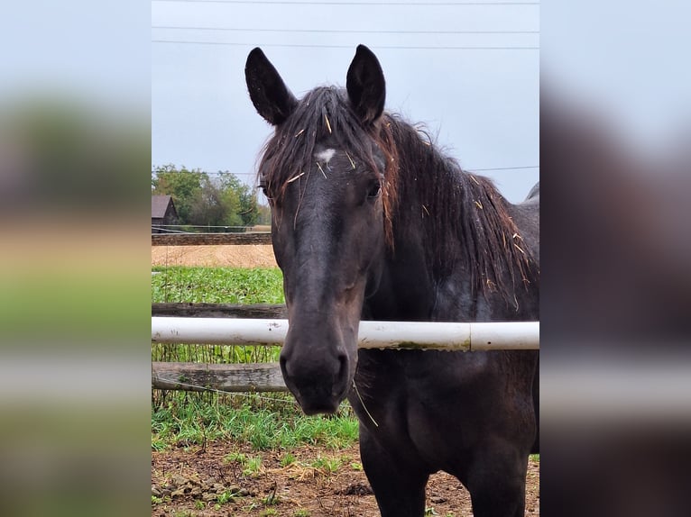 Noriker Mare 1 year 15,1 hh Black in Sierning