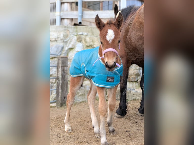 Noriker Mix Mare 1 year 15.1 hh Brown in Texing