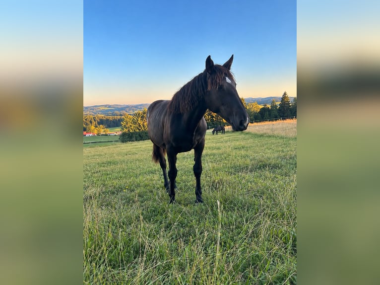 Noriker Mare 1 year 15.2 hh Black in Jandelsbrunn