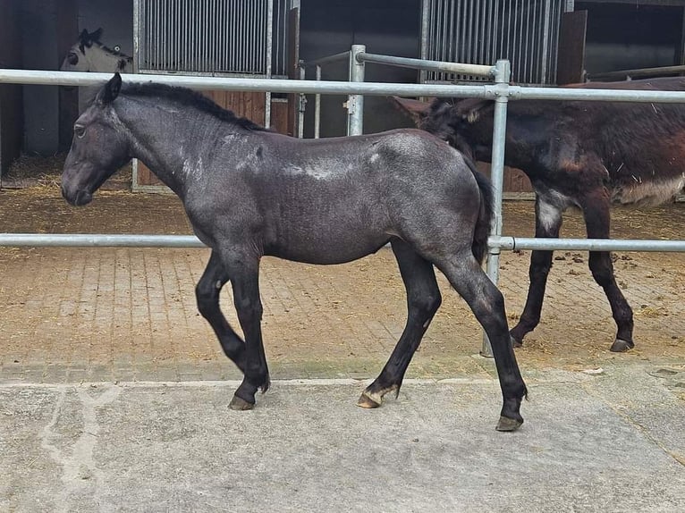 Noriker Mare 1 year 15,2 hh Gray-Blue-Tan in Immensee