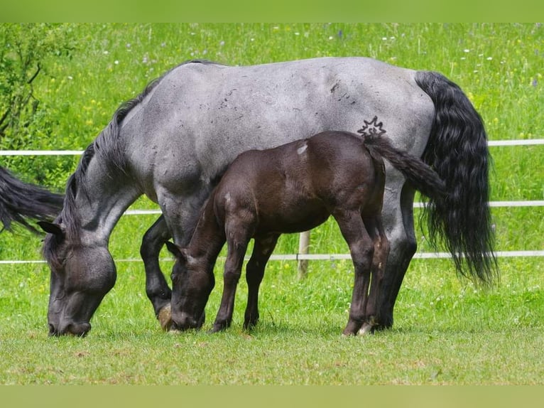 Noriker Mare 1 year 15,2 hh Gray-Blue-Tan in Immensee