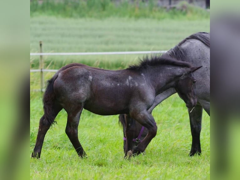 Noriker Mare 1 year 15,2 hh Gray-Blue-Tan in Immensee