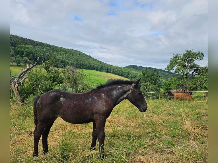 Noriker Mare 1 year 15,2 hh Gray-Blue-Tan in Immensee