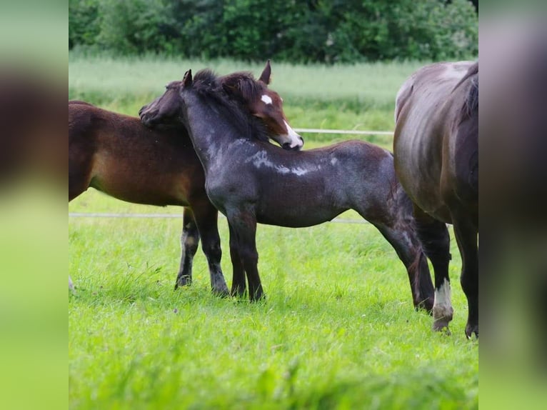 Noriker Mare 1 year 15,2 hh Gray-Blue-Tan in Immensee