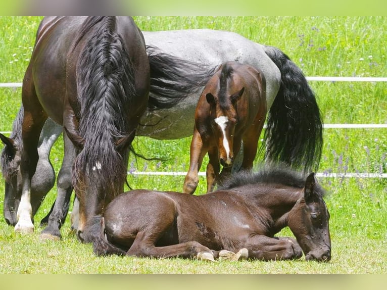 Noriker Mare 1 year 15,2 hh Gray-Blue-Tan in Immensee