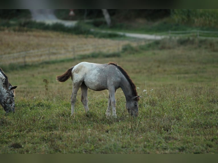 Noriker Mare 1 year 15,2 hh Leopard-Piebald in Waldshut-Tiengen