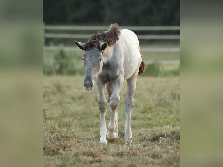 Noriker Mare 1 year 15,2 hh Leopard-Piebald in Waldshut-Tiengen