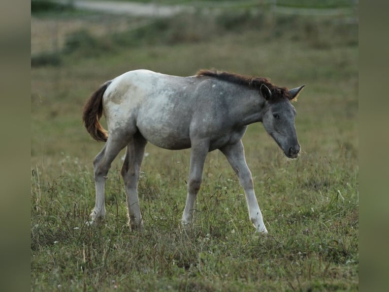 Noriker Mare 1 year 15,2 hh Leopard-Piebald in Waldshut-Tiengen