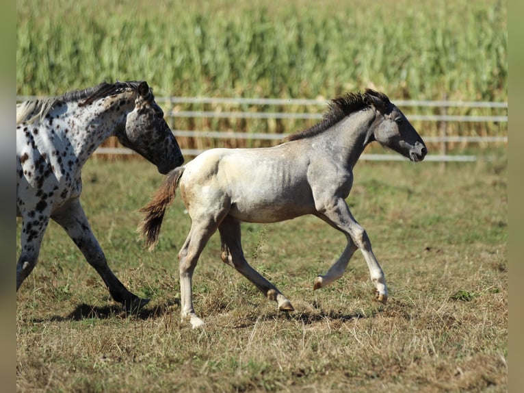 Noriker Mare 1 year 15,2 hh Leopard-Piebald in Waldshut-Tiengen