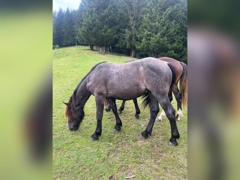 Noriker Mare 1 year 15,2 hh Roan-Blue in Tweng