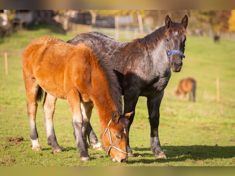 Noriker Mare 1 year 15,1 hh Brown in Much