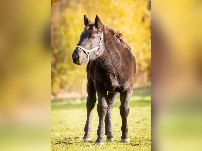 Noriker Mare 1 year 15,3 hh Black in Much