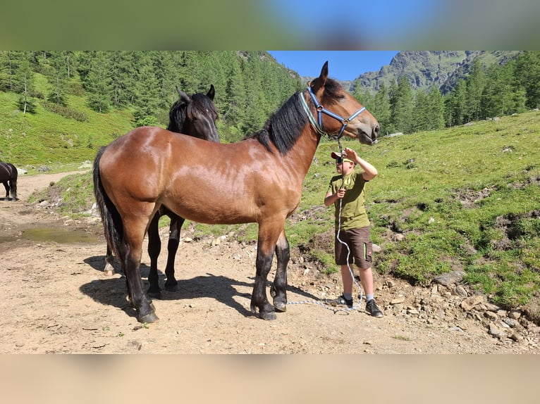 Noriker Mare 1 year Bay-Dark in Dellach
