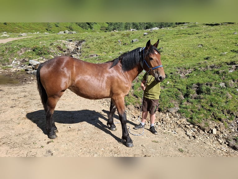 Noriker Mare 1 year Bay-Dark in Dellach