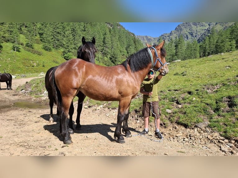 Noriker Mare 1 year Bay-Dark in Dellach
