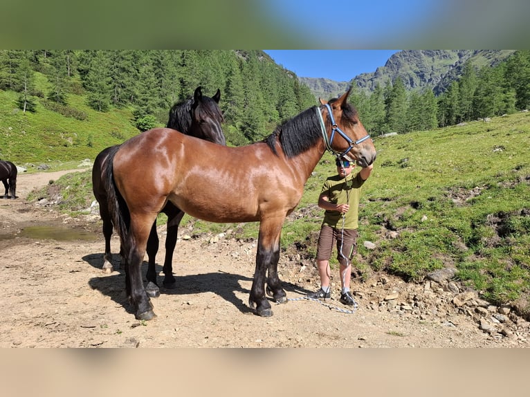 Noriker Mare 1 year Bay-Dark in Dellach