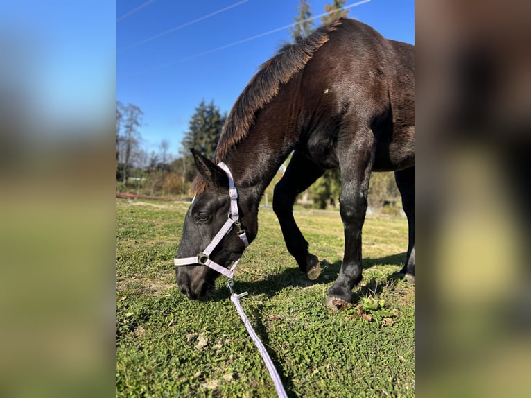 Noriker Mare 1 year Black in Stiefenhofen