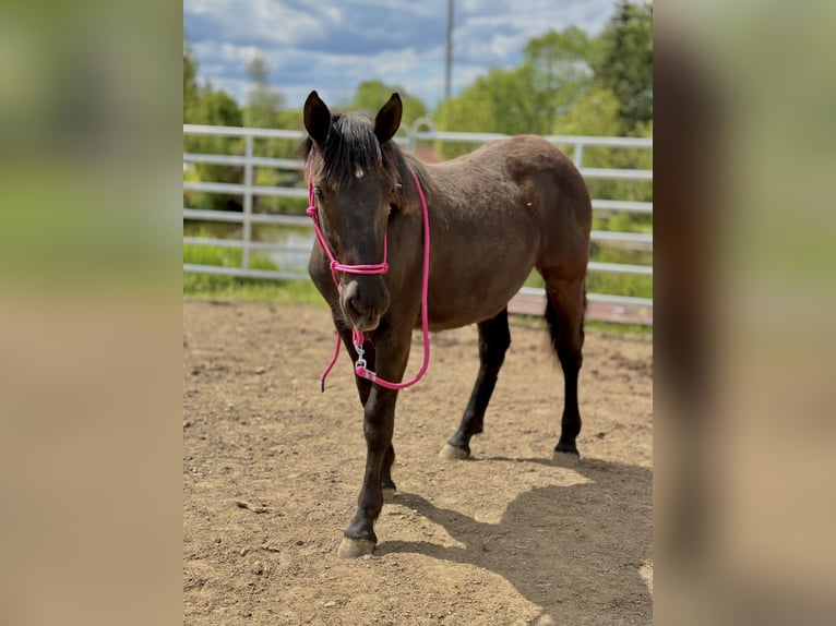 Noriker Mare 1 year Black in Stiefenhofen