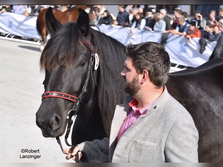 Noriker Mare 1 year Black in Werfenweng
