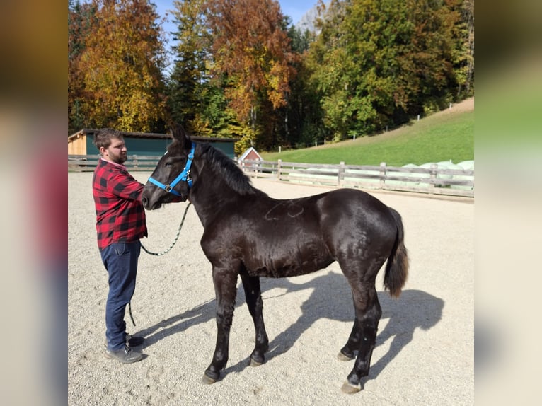 Noriker Mare 1 year Black in Werfenweng