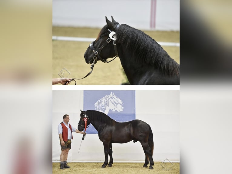 Noriker Mare 1 year Black in Werfenweng
