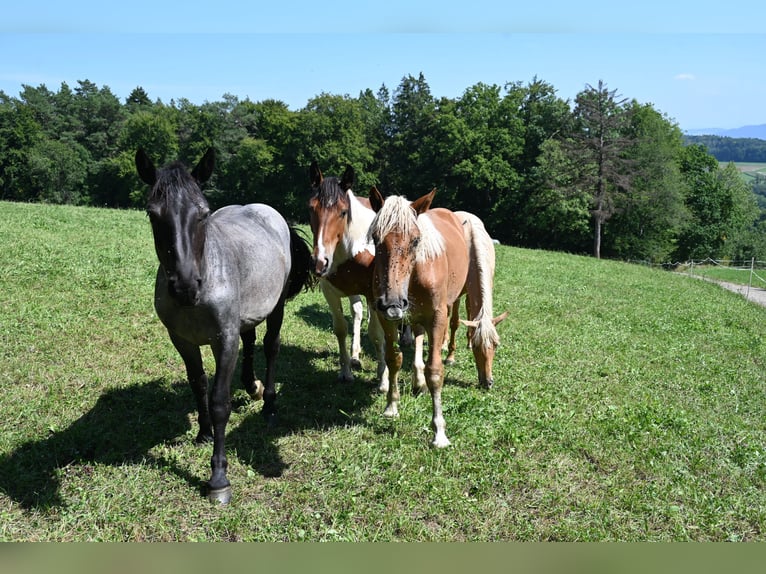 Noriker Mare 1 year Brown Falb mold in Klettgau