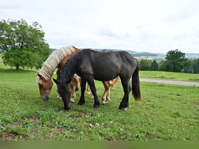 Noriker Mare 1 year Brown Falb mold in Klettgau