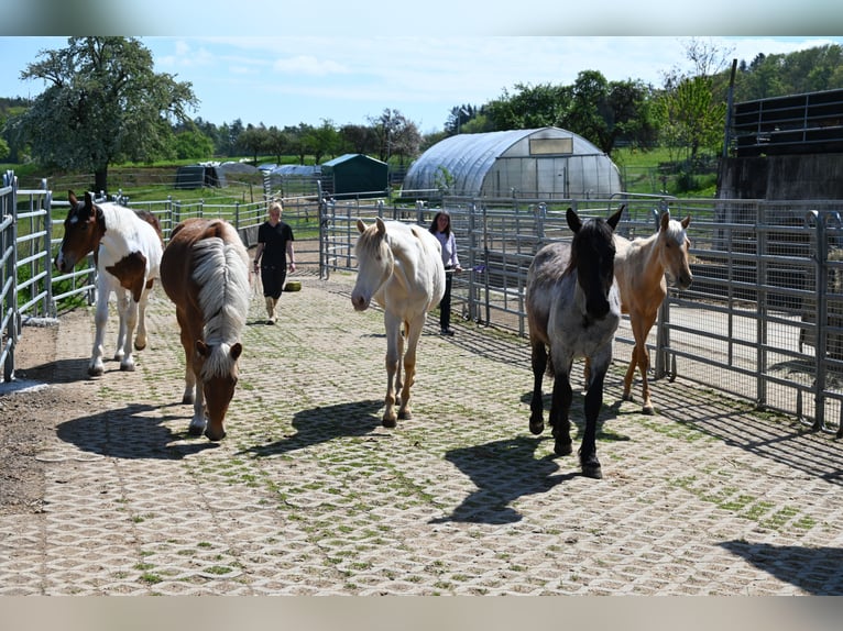 Noriker Mare 1 year Brown Falb mold in Klettgau