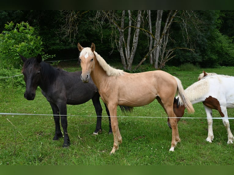 Noriker Mare 1 year Brown Falb mold in Klettgau