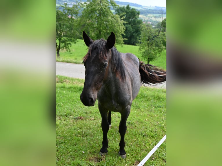 Noriker Mare 1 year Brown Falb mold in Klettgau