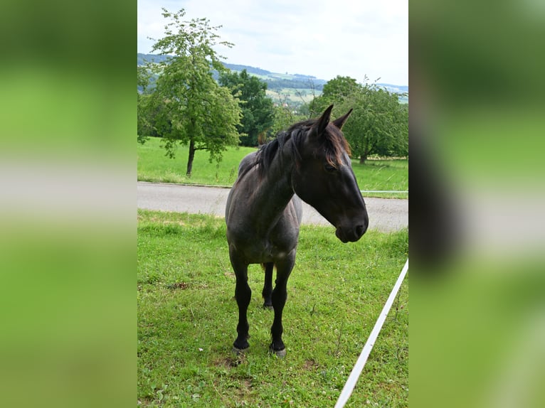 Noriker Mare 1 year Brown Falb mold in Klettgau