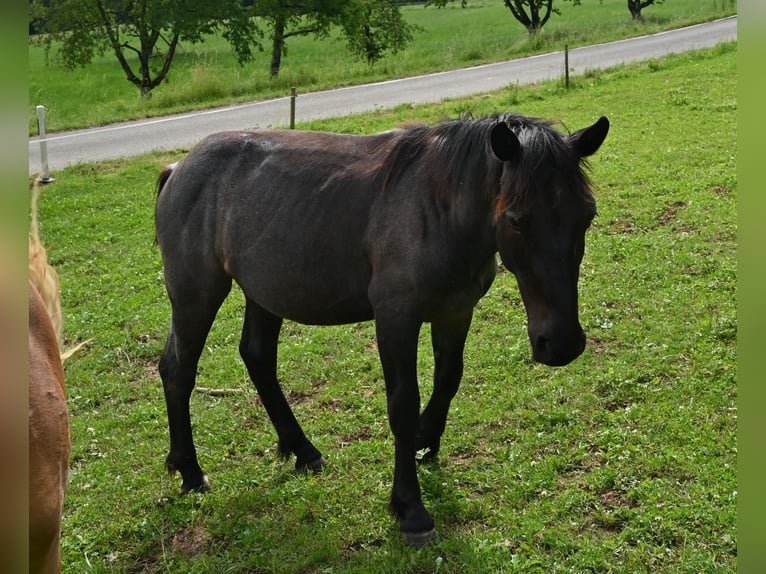 Noriker Mare 1 year Brown Falb mold in Klettgau