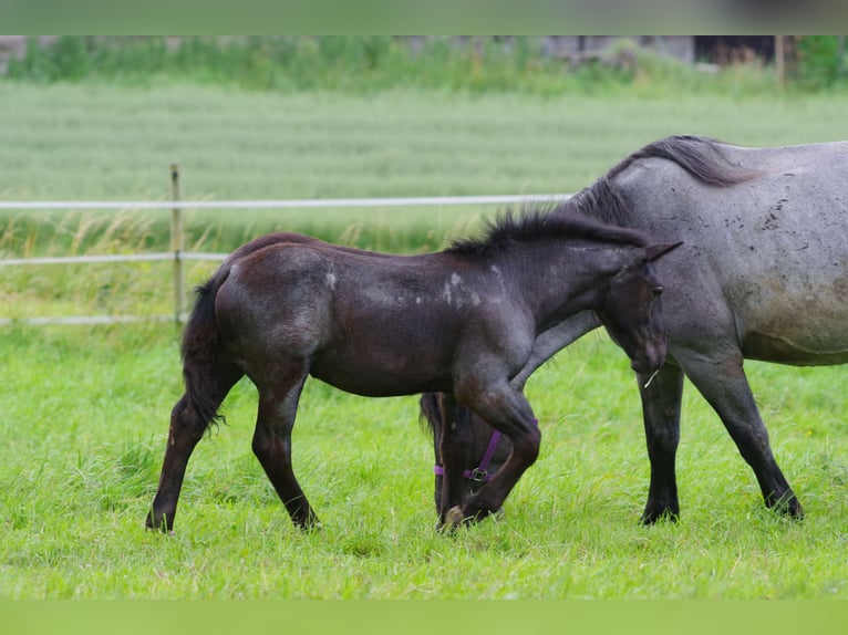 Noriker Mare 1 year Brown Falb mold in Klettgau