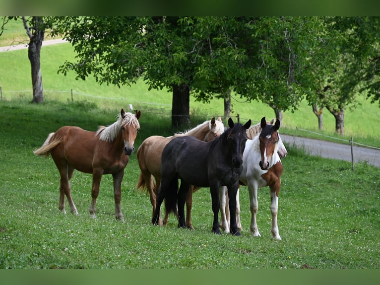 Noriker Mare 1 year Brown Falb mold in Klettgau