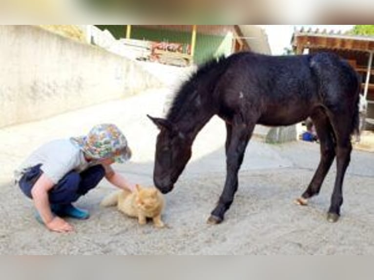 Noriker Mare 1 year Brown Falb mold in Klettgau