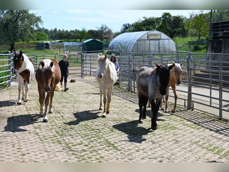 Noriker Mare 1 year Brown Falb mold in Klettgau