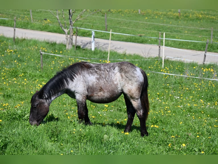 Noriker Mare 1 year Brown Falb mold in Klettgau