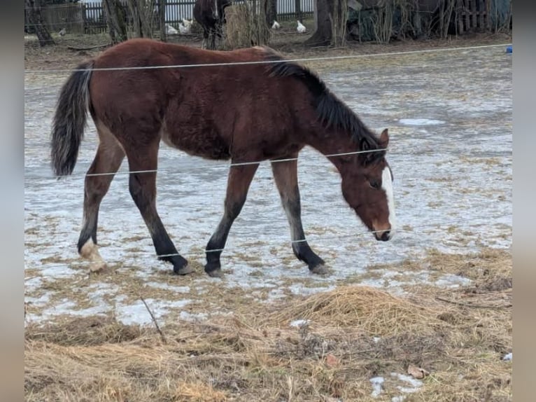 Noriker Mix Mare 1 year Brown in Bad Aibling