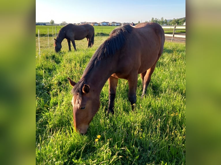 Noriker Mare 1 year Brown in Munderfing