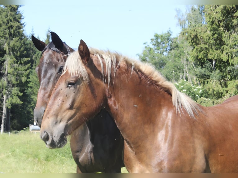 Noriker Mare 1 year Chestnut in Neumarkt in der Steiermark