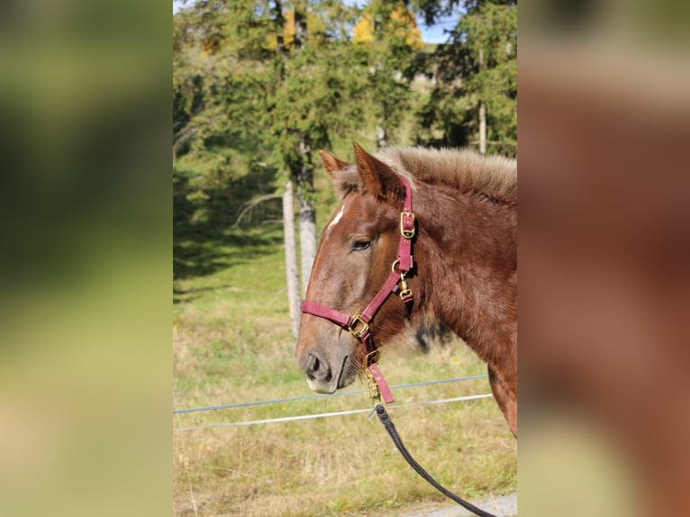 Noriker Mare 1 year Chestnut in Neumarkt in der Steiermark