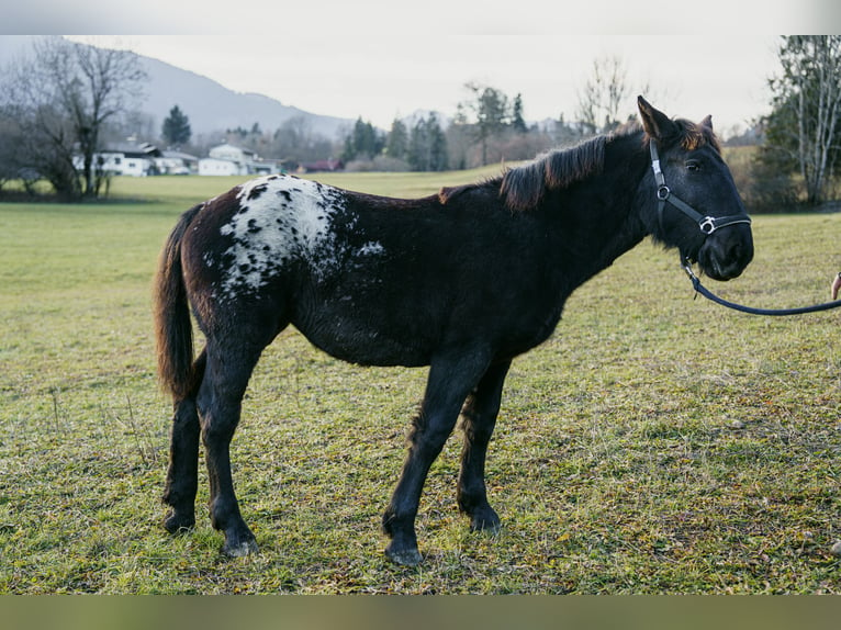 Noriker Mare 1 year Leopard-Piebald in Hermagor