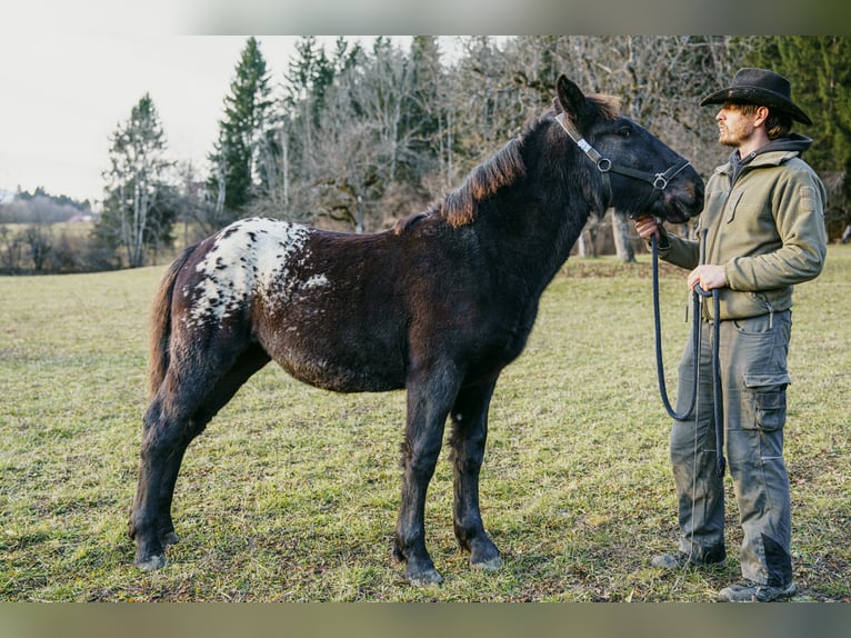 Noriker Mare 1 year Leopard-Piebald in Hermagor