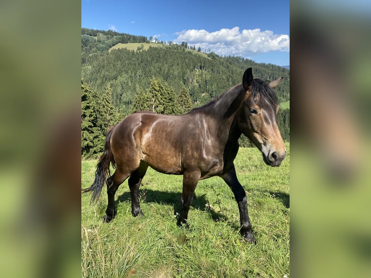 Noriker Mare 1 year Smoky-Black in Wegberg