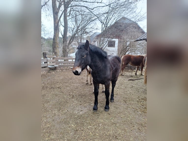 Noriker Mare 1 year Smoky-Black in Wegberg