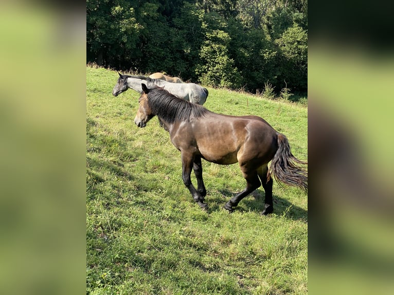 Noriker Mare 1 year Smoky-Black in Wegberg
