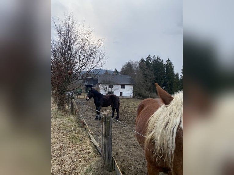 Noriker Mare 1 year Smoky-Black in Wegberg