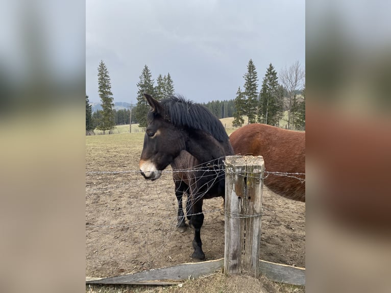 Noriker Mare 1 year Smoky-Black in Wegberg